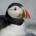 puffin_atlantic_msi_h_1399_can1020.jpg